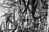 charcoal1detail